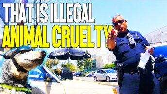 Dog Riding Motorcycle Detained