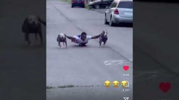 Buffalo Bills Dogs Caption This?!? WorldStar