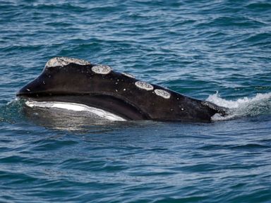 Feds unveil plan to grow wind power while sparing rare whale