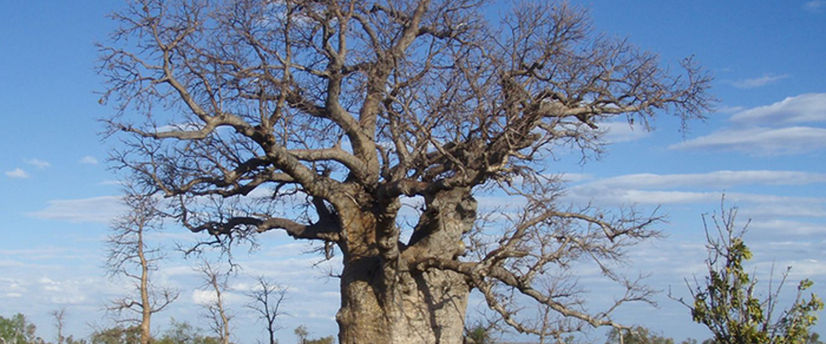 Researchers Race to Preserve Centuries-Old Carvings on Australian Boab Trees