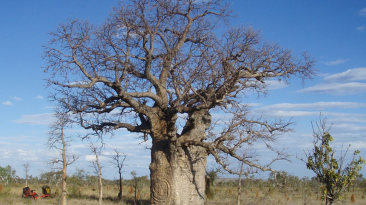 Researchers Race to Preserve Centuries-Old Carvings on Australian Boab Trees