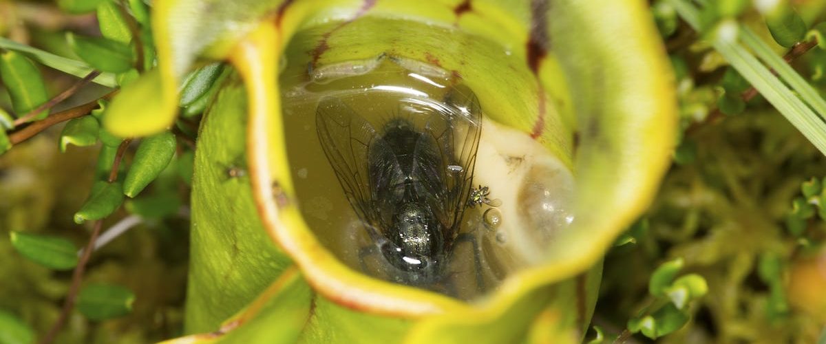 ‘Double Whammy’ Could Wipe Out Carnivorous Plants