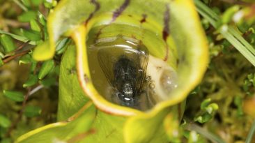 ‘Double Whammy’ Could Wipe Out Carnivorous Plants