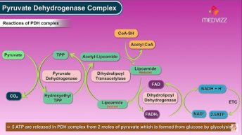 Pyruvate dehydrogenase complex ( Biochemistry Animations ) – Mechanism , Regulation and inhibitors