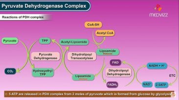 Pyruvate dehydrogenase complex ( Biochemistry Animations ) – Mechanism , Regulation and inhibitors