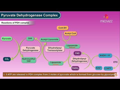 Pyruvate dehydrogenase complex ( Biochemistry Animations ) – Mechanism , Regulation and inhibitors