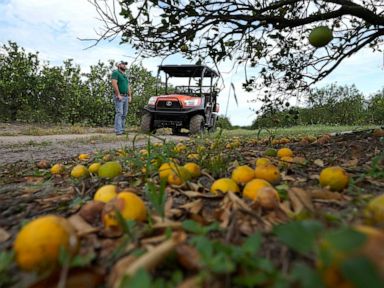 After Hurricane Ian, Florida citrus and agriculture struggle