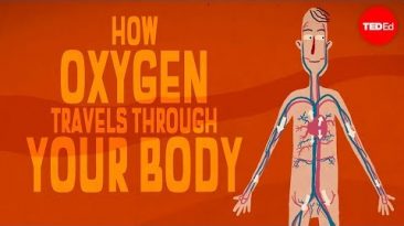 Oxygen’s surprisingly complex journey through your body – Enda Butler