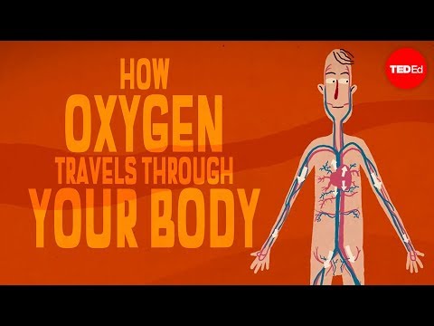 Oxygen’s surprisingly complex journey through your body – Enda Butler