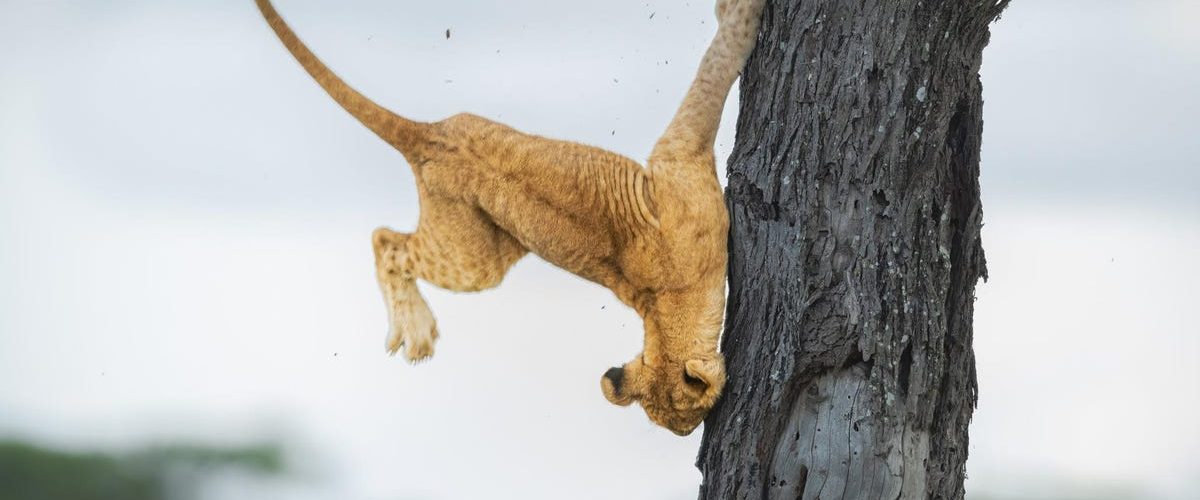 A Lion Bonks a Tree and More in the 2022 Comedy Wildlife Photo Awards