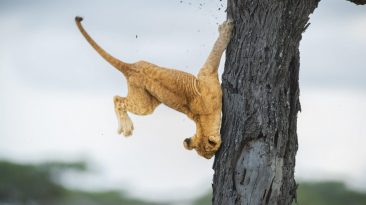 A Lion Bonks a Tree and More in the 2022 Comedy Wildlife Photo Awards