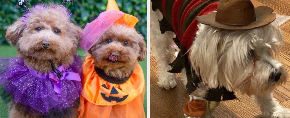 27 Dogs Who Deserve An Award For Their Halloween Costumes