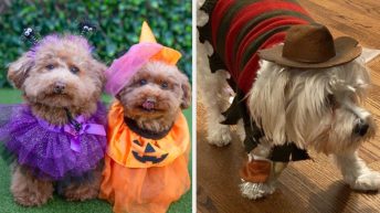 27 Dogs Who Deserve An Award For Their Halloween Costumes