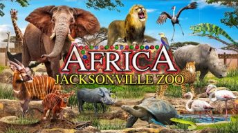 Zoo Tours: The Africa Loop | Jacksonville Zoo