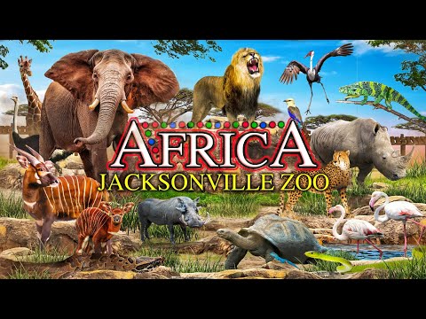 Zoo Tours: The Africa Loop | Jacksonville Zoo