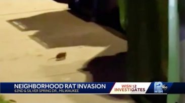 Rats take over Milwaukee housing complex