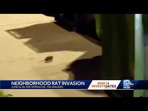 Rats take over Milwaukee housing complex