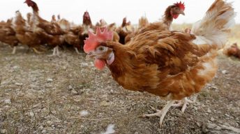 Bird flu prompts slaughter of 1.8M chickens in Nebraska