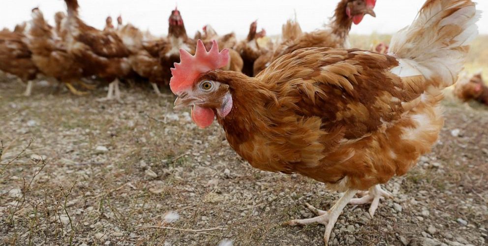 Bird flu prompts slaughter of 1.8M chickens in Nebraska