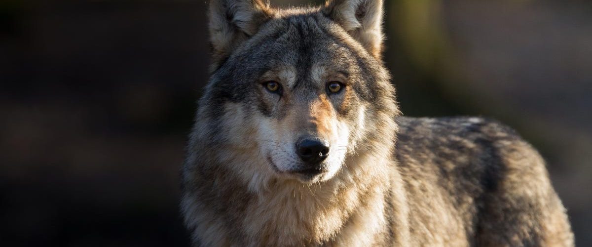 Mind-Altering Parasite Could Be Making Wolves Bolder