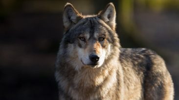 Mind-Altering Parasite Could Be Making Wolves Bolder