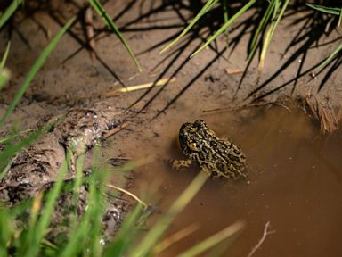 Nevada toad in geothermal power fight gets endangered status