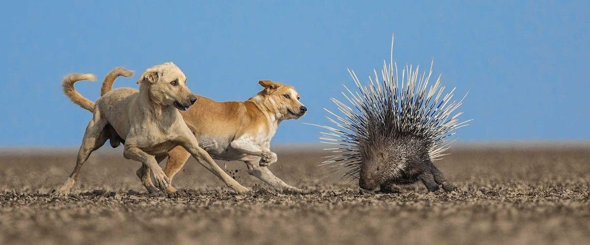 Gutsy Dogs, Dueling Birds, and Other Award-Winning Animal Photos