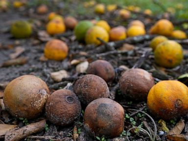 USDA: Florida orange crop down 36% after twin hurricanes