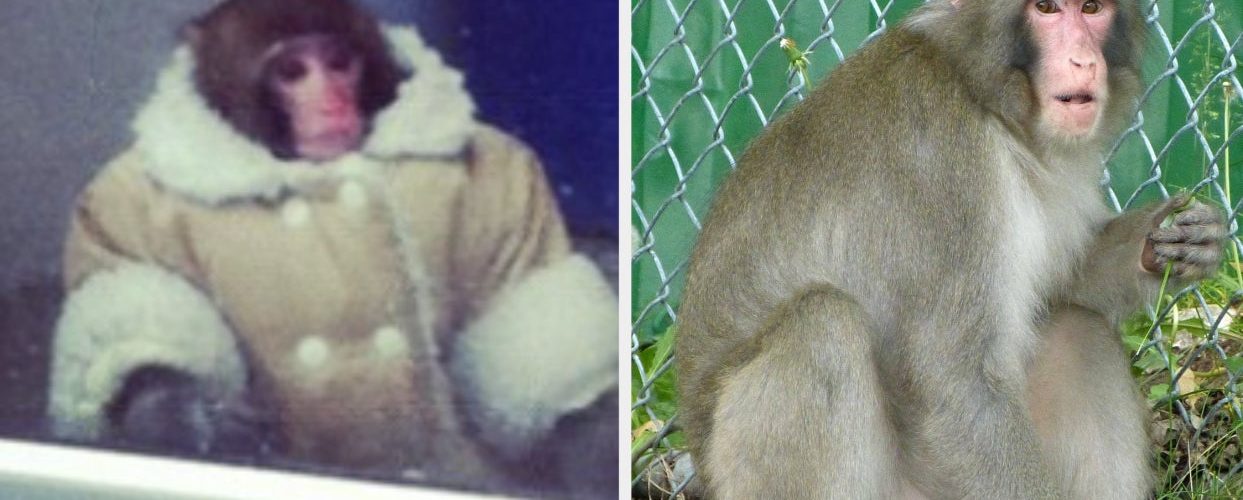 The Ikea Monkey Is Alive And Well, 10 Years Later