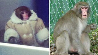 The Ikea Monkey Is Alive And Well, 10 Years Later