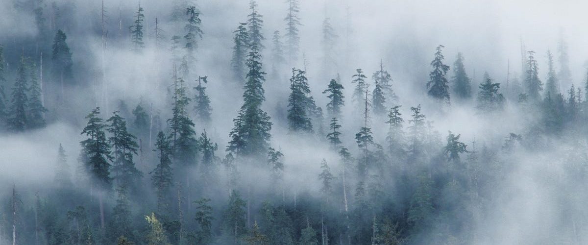 Forest Service Discovers Mass Fir Tree Die-Off in Oregon