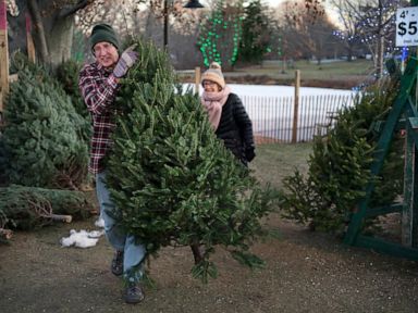 Christmas tree demand remains high despite inflation