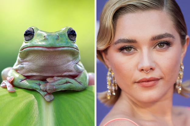 TikTok Is Saying That Everyone In The World Is Either A Frog Or a Rat, So Let’s Test That Theory On Some Famous People