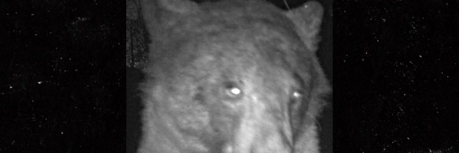 Colorado Bear Takes 400 Selfies On Trail Camera