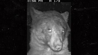 Colorado Bear Takes 400 Selfies On Trail Camera