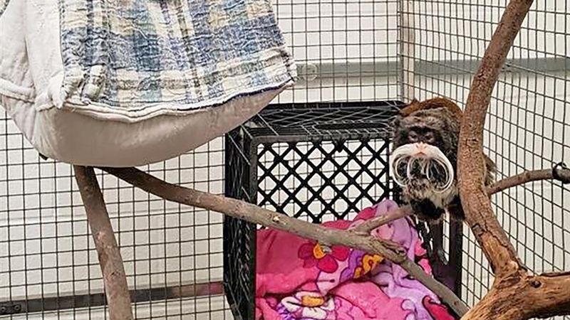 Dallas Zoo says tamarin monkeys that went missing for a day are healthy and uninjured