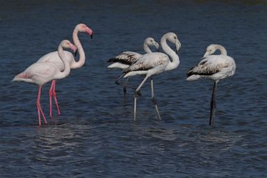 Environmentalists say new airport threatens Albanian lagoons