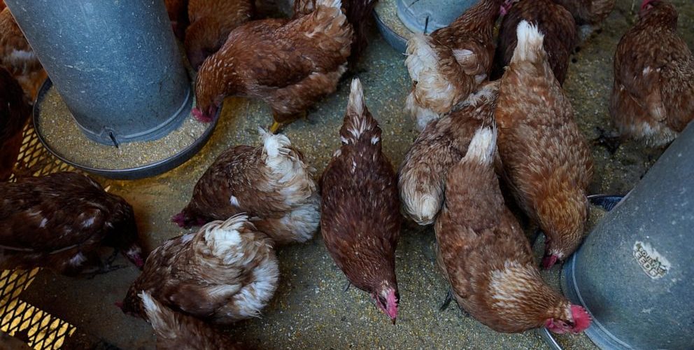 Bird flu costs pile up as outbreak enters second year