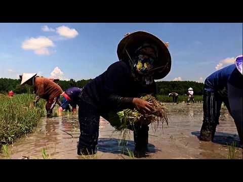 Hidden Thailand – Rice Planting in Isaan – Cinematic Secret Rural – DJI Mavic 2 Zoom & Osmo Mobile 2