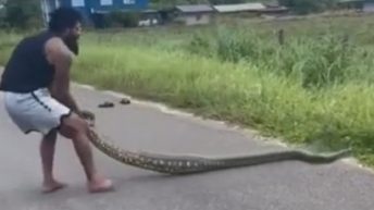 Tyrone Spong catches massive anaconda with bare hands