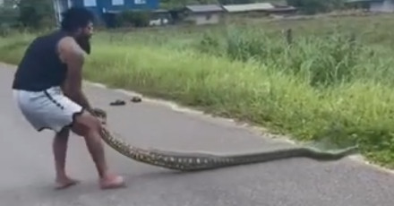 Tyrone Spong catches massive anaconda with bare hands