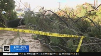 Car crashes into Van Nuys apartment complex while driver attempts to avoid falling tree