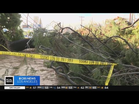 Car crashes into Van Nuys apartment complex while driver attempts to avoid falling tree