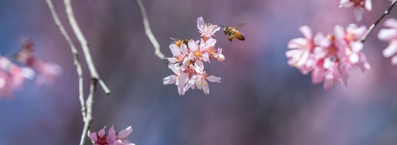 Flowers are popping up early all across America