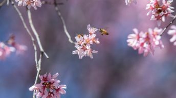 Flowers are popping up early all across America