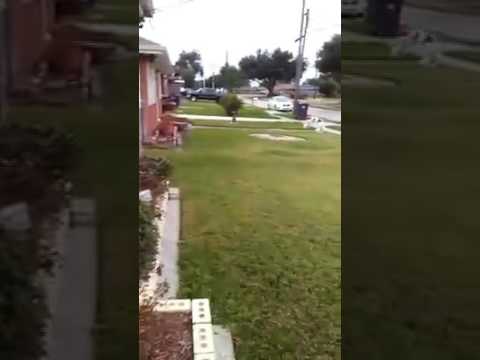 Mediatakeout boys terrorised by neighbourhood dog