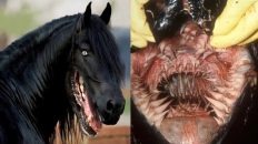 25 Deadliest Animal Mouths That Will Give You Chills!