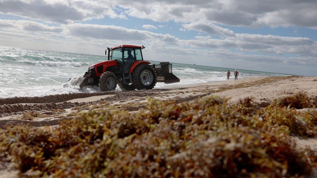 The Stinky Seaweed Blob Approaching Florida Is Absolutely Humongous