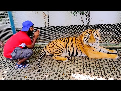 Scary Encounter With Tiger | ഒരു കൈ അബദ്ധം | Thailand Wala  Ep : 2 | M4 Tech |