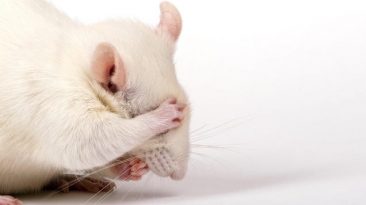 Drunk Mice Avoided Hangovers Thanks to a Probiotic